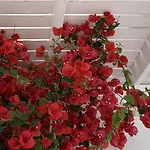 酒店 Rocabella Mykonos
