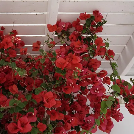 Hotel Rocabella Mykonos